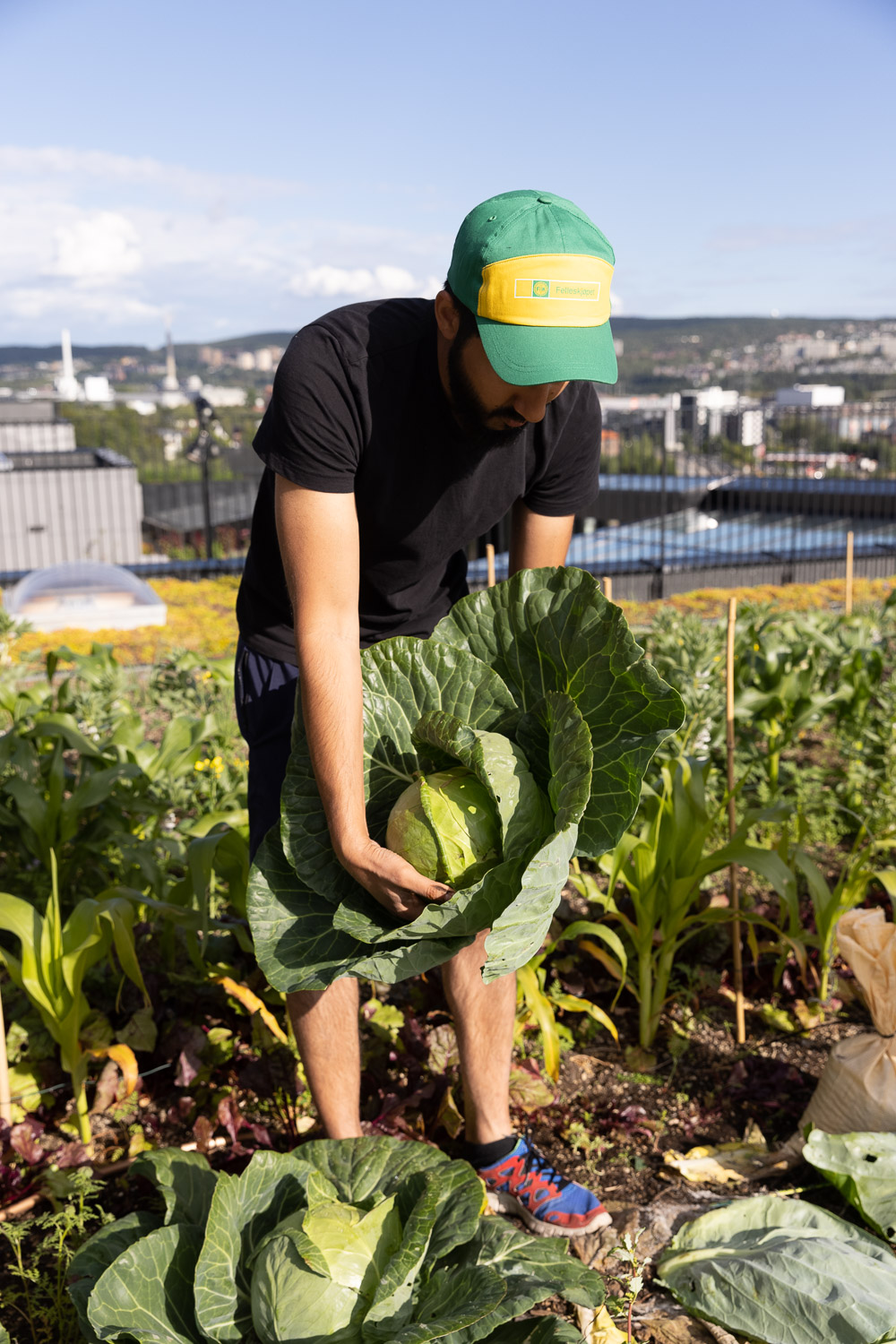 Høst din egen kål.jpg